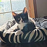 Clyde joined the competition — help win amazing prizes! cat, kitten, pet_bed, zebra_stripes, window, sunlight, indoor, animal, feline, black_and_white, curious, cozy, domestic, resting, cute, small, young, fur, whiskers, ears
