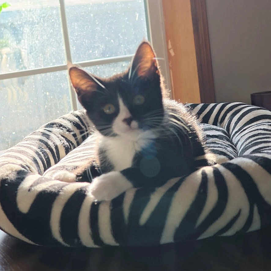 Clyde joined the competition — help win amazing prizes! cat, kitten, pet_bed, zebra_stripes, window, sunlight, indoor, animal, feline, black_and_white, curious, cozy, domestic, resting, cute, small, young, fur, whiskers, ears