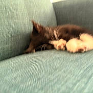 Clyde joined the competition — help win amazing prizes! cat, blurry, sleeping, couch, furniture, indoor, pet, animal, relaxing, cozy, teal, texture, fur, paw, resting, domestic, calm, soft, home, nap