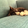 cat, blurry, sleeping, couch, furniture, indoor, pet, animal, relaxing, cozy, teal, texture, fur, paw, resting, domestic, calm, soft, home, nap