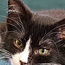 Clyde is registered to the contest to win money with this photo: cat, black_and_white, close_up, portrait, lying_down, whiskers, green_eyes, fur, pet, animal, indoor, texture, blue_surface, relaxed, cute, feline, domestic_cat, soft_light, face, resting