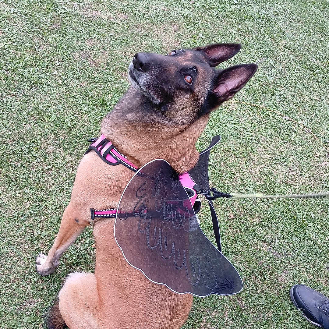 Arkane participe au concours pour gagner de l'argent avec cette photo : animal, black_fur, brown_fur, butterfly_wings, canine, casual, daylight, dog, ears_up, footwear, grass, harness, leash, looking_up, nature, outdoor, park, person_legs, pet, sitting