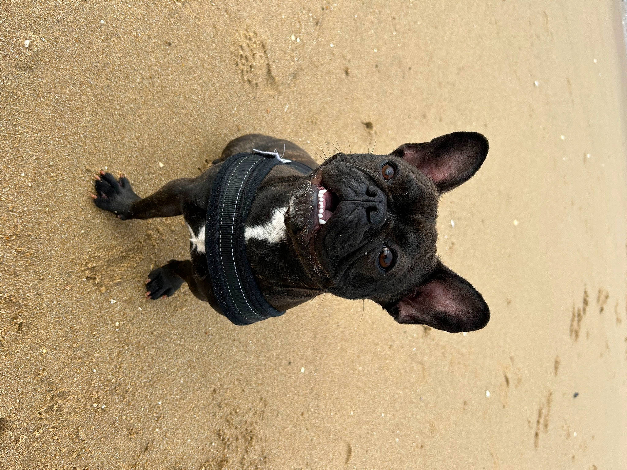 Tyna a rejoint le concours — aidez-le/la à gagner de superbes lots ! asphalt, beach, bulldog, carnivore, companion_dog, dog, dog_breed, felidae, french_bulldog, paw, sand, shadow, snout, soil, sporting_group, tail, terrestrial_animal, toy_dog, whiskers, working_animal