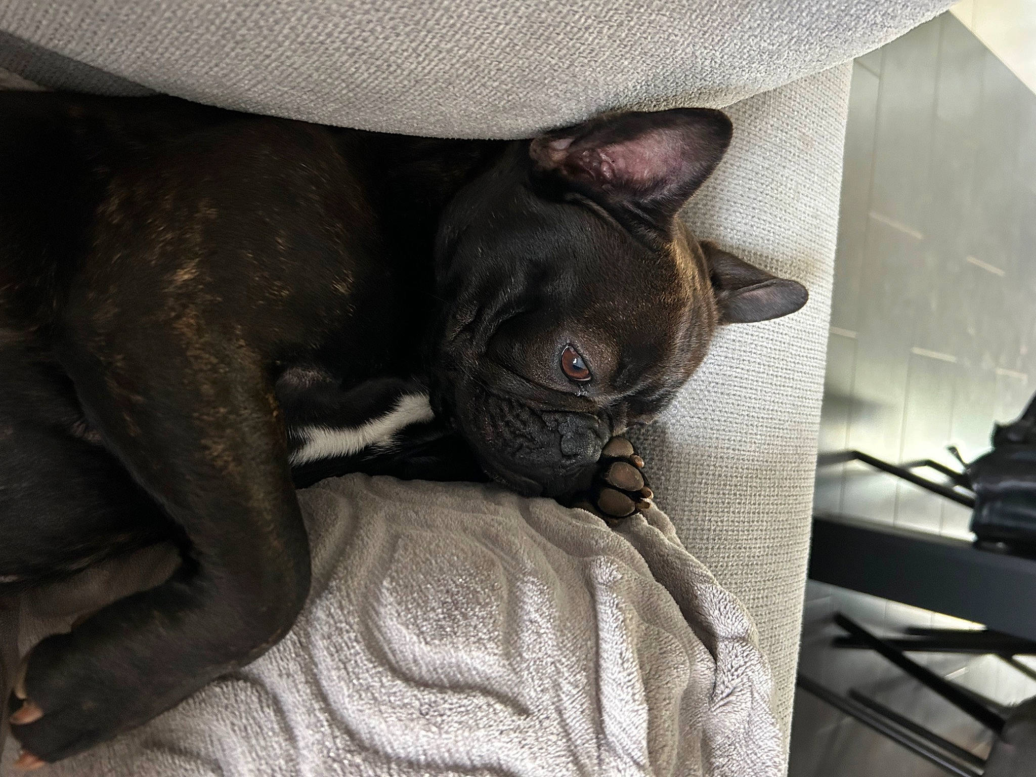 Tyna a rejoint le concours — aidez-le/la à gagner de superbes lots ! canidae, carnivore, comfort, companion_dog, dog, dog_breed, fawn, felidae, fur, grey, linens, nap, pug, small_to_medium_sized_cats, snout, tail, toy_dog, whiskers, working_animal, wrinkle