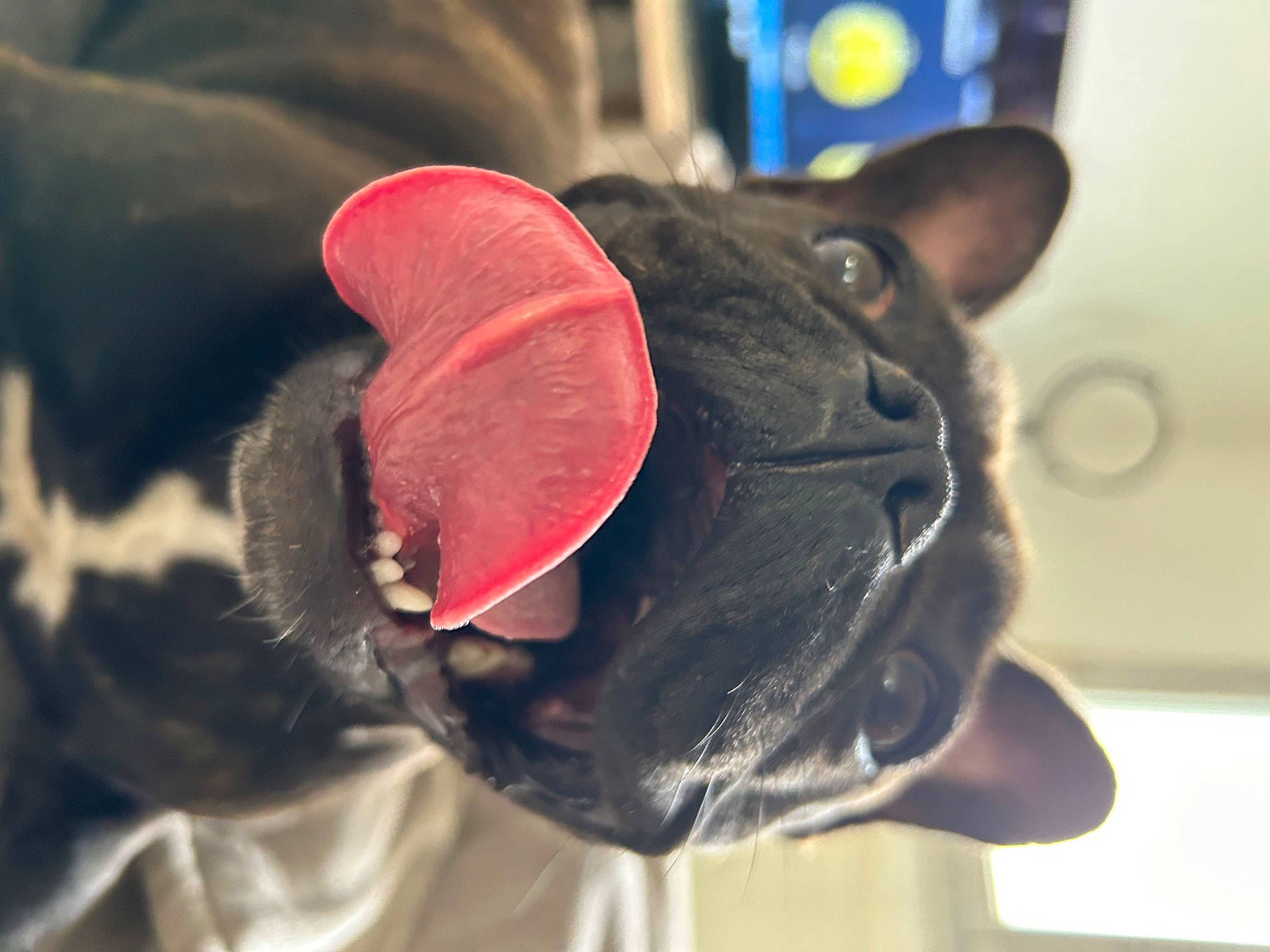 Tyna a rejoint le concours — aidez-le/la à gagner de superbes lots ! canidae, carmine, carnivore, collar, companion_dog, dog, dog_breed, ear, electric_blue, fawn, felidae, fur, macro_photography, magenta, non_sporting_group, small_to_medium_sized_cats, snout, sporting_group, whiskers, wrinkle