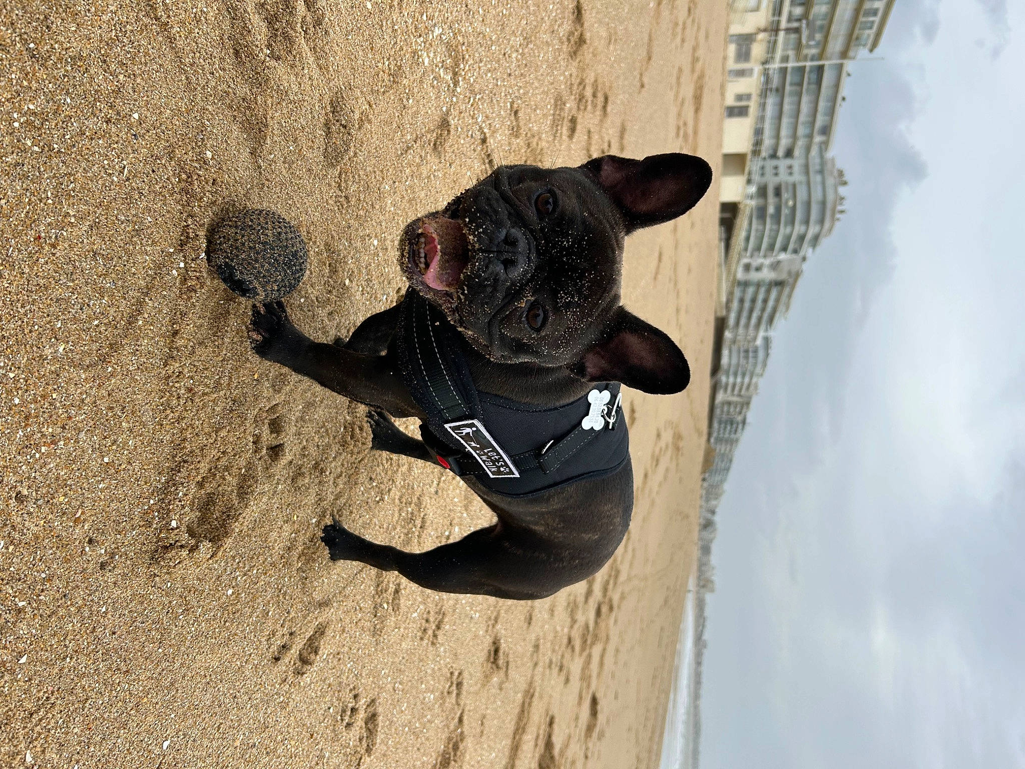 Tyna a rejoint le concours — aidez-le/la à gagner de superbes lots ! adventure, ball, beach, canidae, cloud, dog, extreme_sport, fun, landscape, leisure, recreation, sand, shadow, sky, soil, sporting_group, tree, water, window, wood