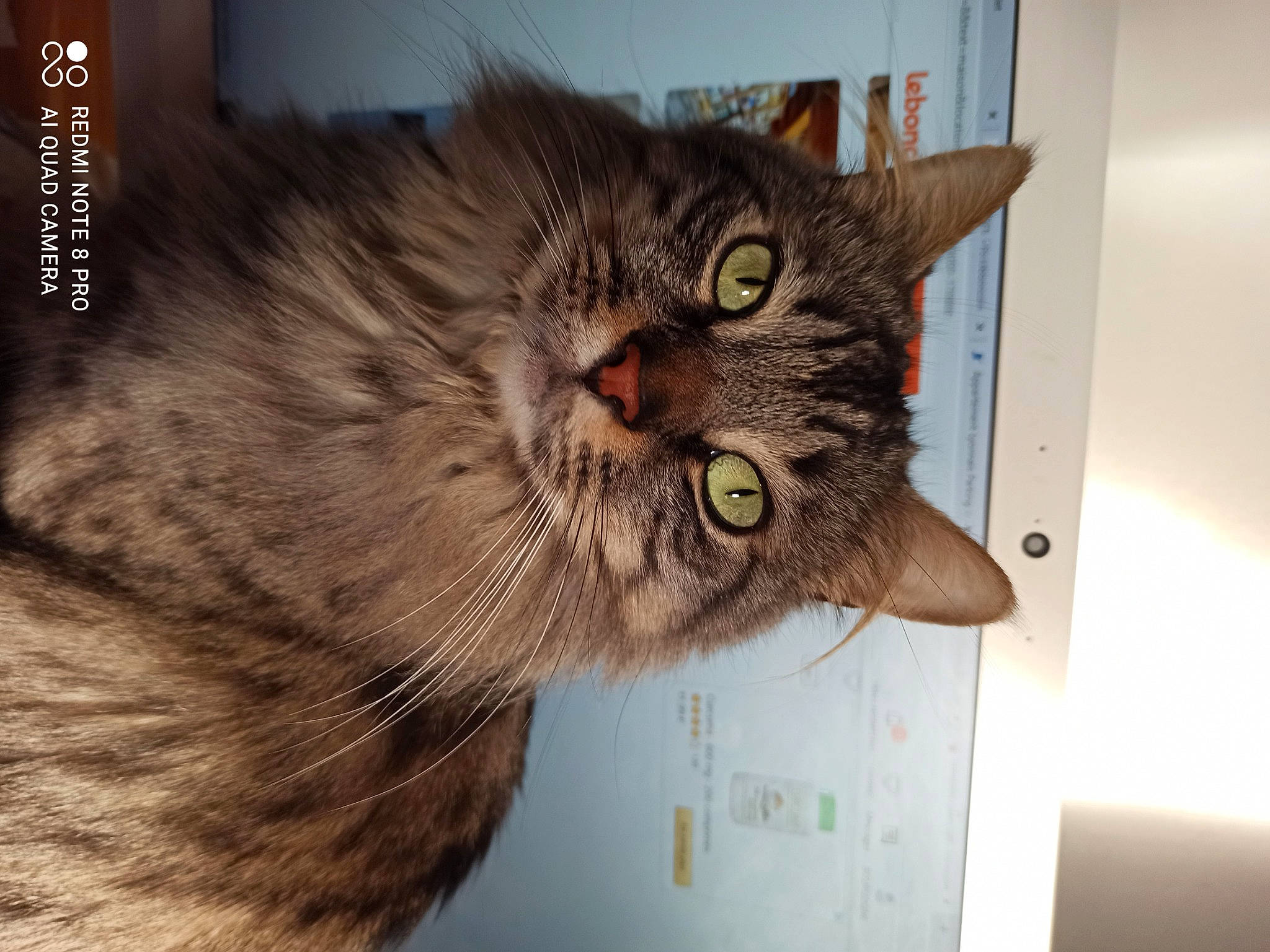 Poupi participe au concours pour gagner de l'argent avec cette photo : carnivore, cat, domestic_short_haired_cat, ear, felidae, fur, iris, paw, photo_caption, small_to_medium_sized_cats, snout, tail, terrestrial_animal, whiskers, wildlife