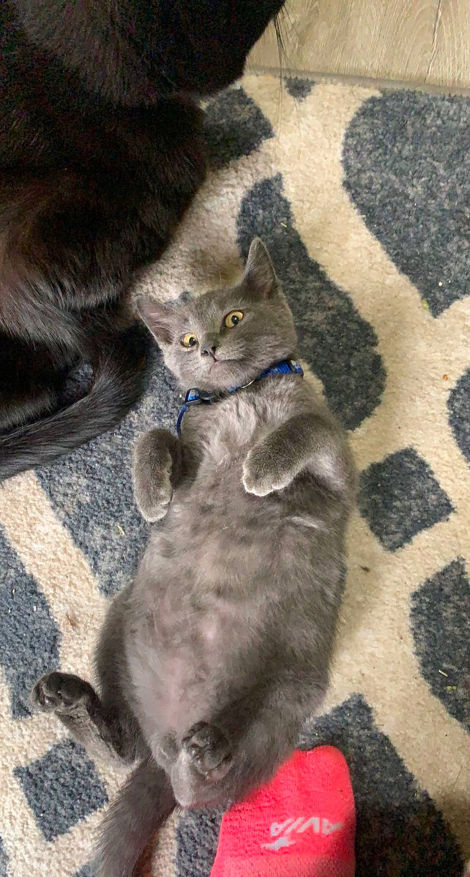 Blueberry is registered to the contest to win money with this photo: art, carnivore, cat, cat_toy, claw, comfort, domestic_short_haired_cat, electric_blue, felidae, fur, grey, paw, russian_blue, small_to_medium_sized_cats, snout, tail, terrestrial_animal, whiskers