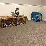 Woody joined the competition — help win amazing prizes! cat, tabby_cat, cardboard_box, cat_house, cushion, carpet, wall, stool, clothing, shoes, indoor, pet, animal, furniture, floor, home, cute, sitting, resting, domestic