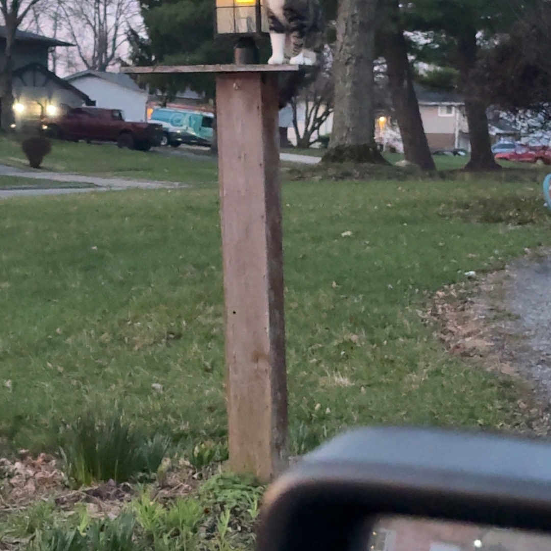 Woody is registered to the contest to win money with this photo: cat, lantern, wooden_post, grass, trees, suburban, vehicle, car_side_mirror, evening, outdoor, animal, pet, nature, lamp, curious, feline, residential_area, road, house, light