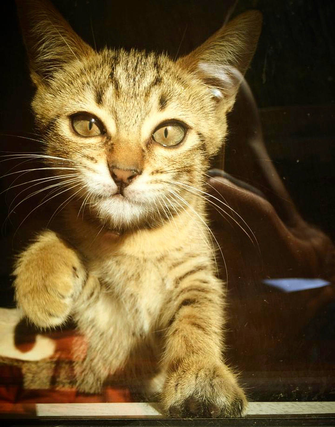 Dinky participe au concours pour gagner de l'argent avec cette photo : carnivore, cat, claw, domestic_short_haired_cat, eye, fawn, felidae, fur, grass, paw, sitting, small_to_medium_sized_cats, snout, tail, terrestrial_animal, whiskers, wildlife, window