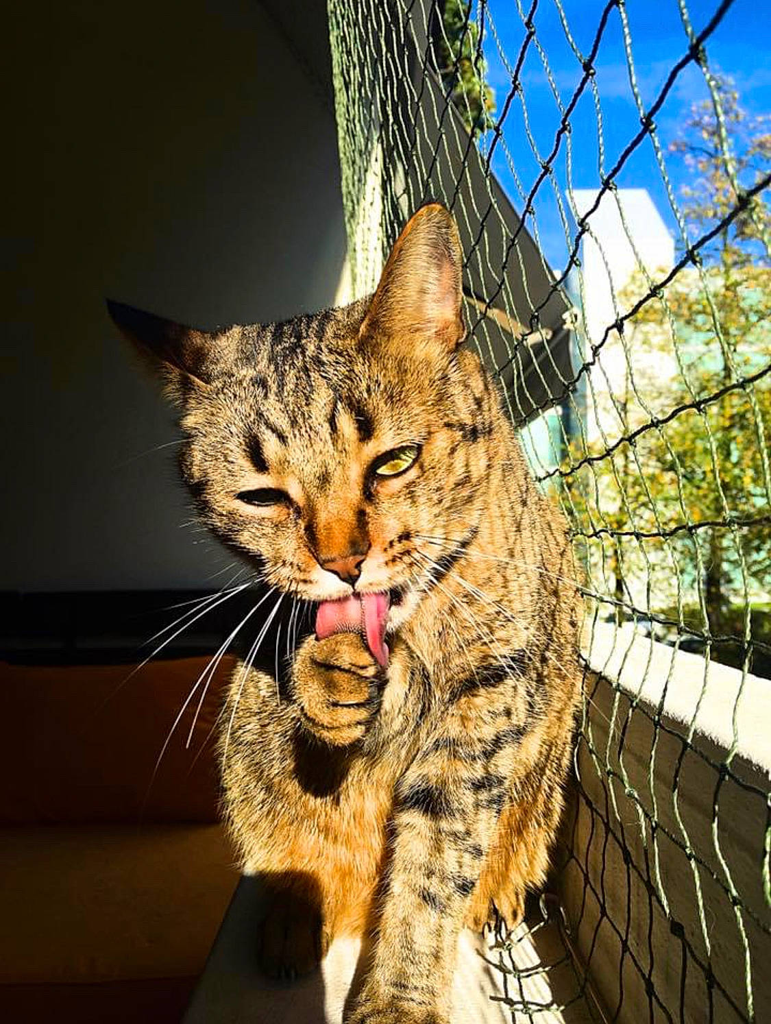 Dinky participe au concours pour gagner de l'argent avec cette photo : carnivore, cat, domestic_short_haired_cat, eye, fawn, felidae, fence, fur, grass, mesh, paw, plant, sky, small_to_medium_sized_cats, snout, tail, terrestrial_animal, tree, whiskers, wire_fencing