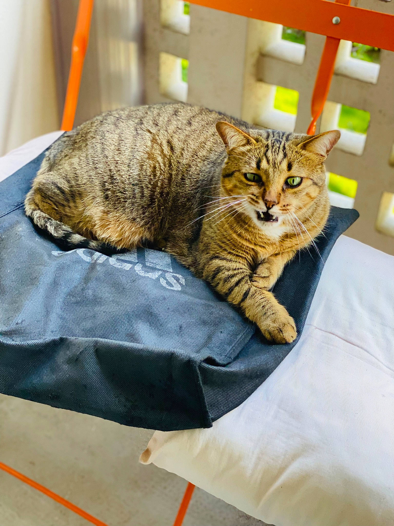 Dinky participe au concours pour gagner de l'argent avec cette photo : bed, bedding, carnivore, cat, cat_supply, claw, comfort, domestic_short_haired_cat, felidae, fur, linens, pet_supply, room, small_to_medium_sized_cats, snout, terrestrial_animal, textile, whiskers