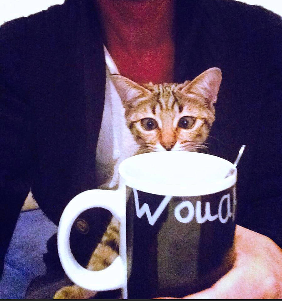 Dinky a rejoint le concours — aidez-le/la à gagner de superbes lots ! blazer, carnivore, cat, coffee_cup, cool, cup, dishware, drink, drinkware, fawn, felidae, food, mug, organ, serveware, sleeve, small_to_medium_sized_cats, tableware, teacup, whiskers