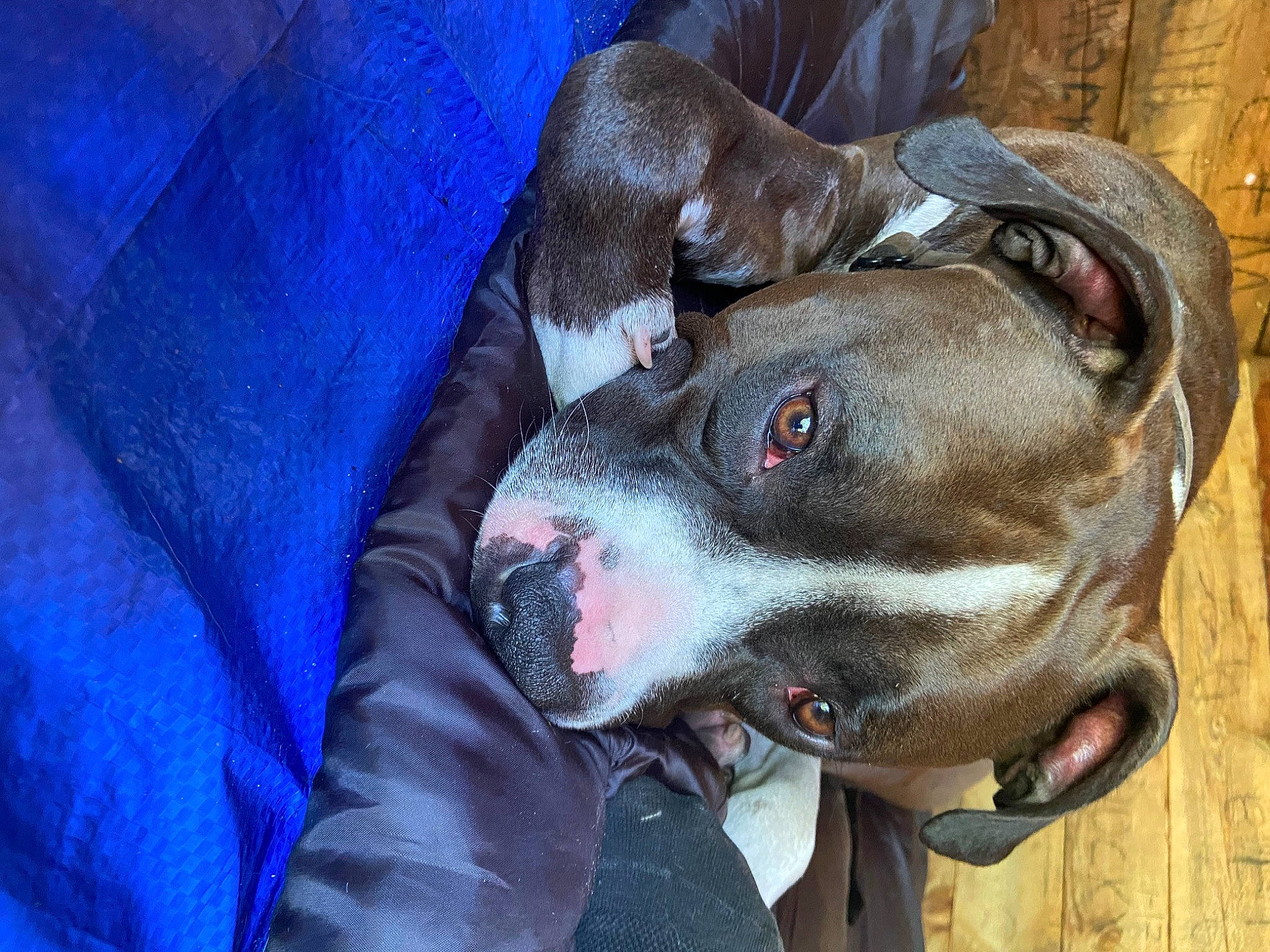 Auggie joined the competition — help win amazing prizes! carnivore, collar, comfort, companion_dog, dog, dog_breed, dog_collar, dog_supply, electric_blue, fawn, fur, grey, guard_dog, leash, non_sporting_group, pet_supply, snout, sporting_group, whiskers, working_animal