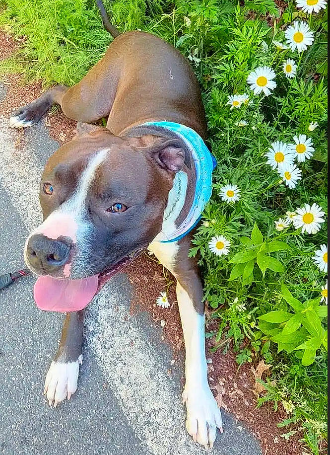 Auggie is registered to the contest to win money with this photo: annual_plant, carnivore, collar, companion_dog, dog, dog_breed, dog_collar, dog_supply, fawn, flower, grass, groundcover, liver, paw, people_in_nature, pet_supply, plant, sporting_group, tail, working_animal