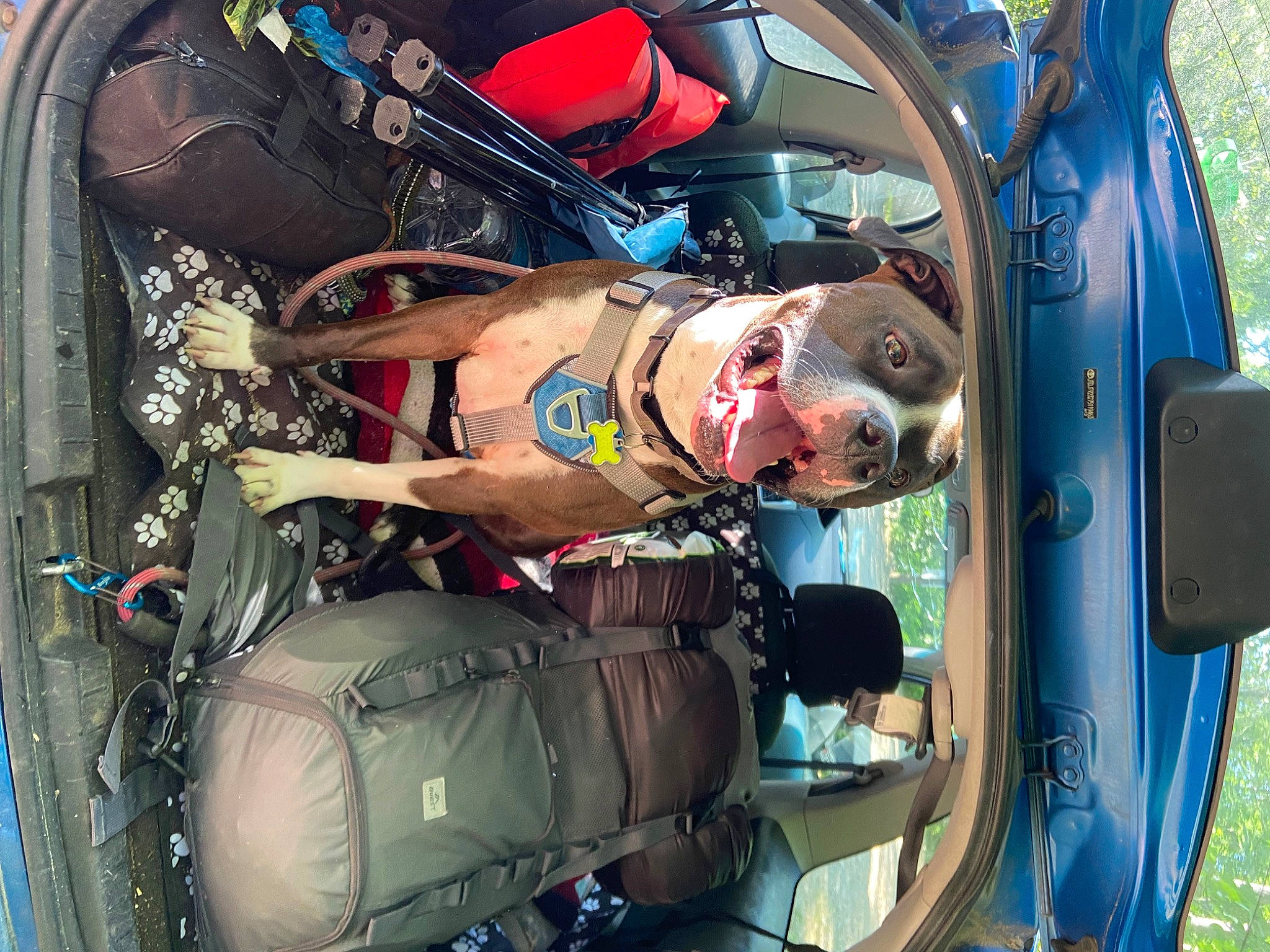 Auggie is registered to the contest to win money with this photo: auto_part, automotive_design, automotive_exterior, automotive_tire, automotive_wheel_system, bag, electric_blue, helmet, hood, machine, mode_of_transport, motor_vehicle, personal_protective_equipment, plant, recreation, smile, sunglasses, vehicle, vehicle_door, windshield