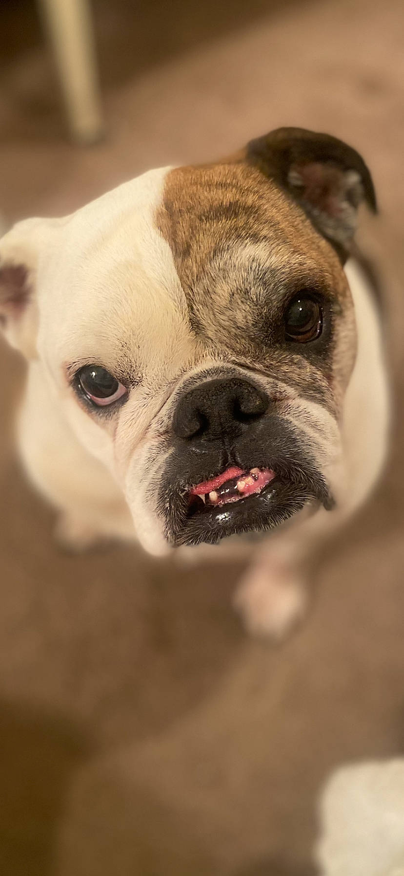 Hazel is registered to the contest to win money with this photo: boxer, bulldog, carnivore, close_up, companion_dog, dog, dog_breed, dog_collar, ear, fawn, fur, head, human_body, plant, snout, sporting_group, terrestrial_animal, toy_dog, whiskers, wrinkle