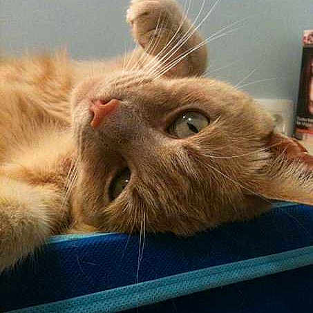 Léo