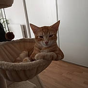 Biscuit participe au concours pour gagner de l'argent avec cette photo : animal, cat, cat_tree, doors, ears, feline, hammock, home, houseplant, indoor, lounging, orange_cat, pet, plush, pom_pom, portrait, sitting, toy, whiskers, wooden_floor