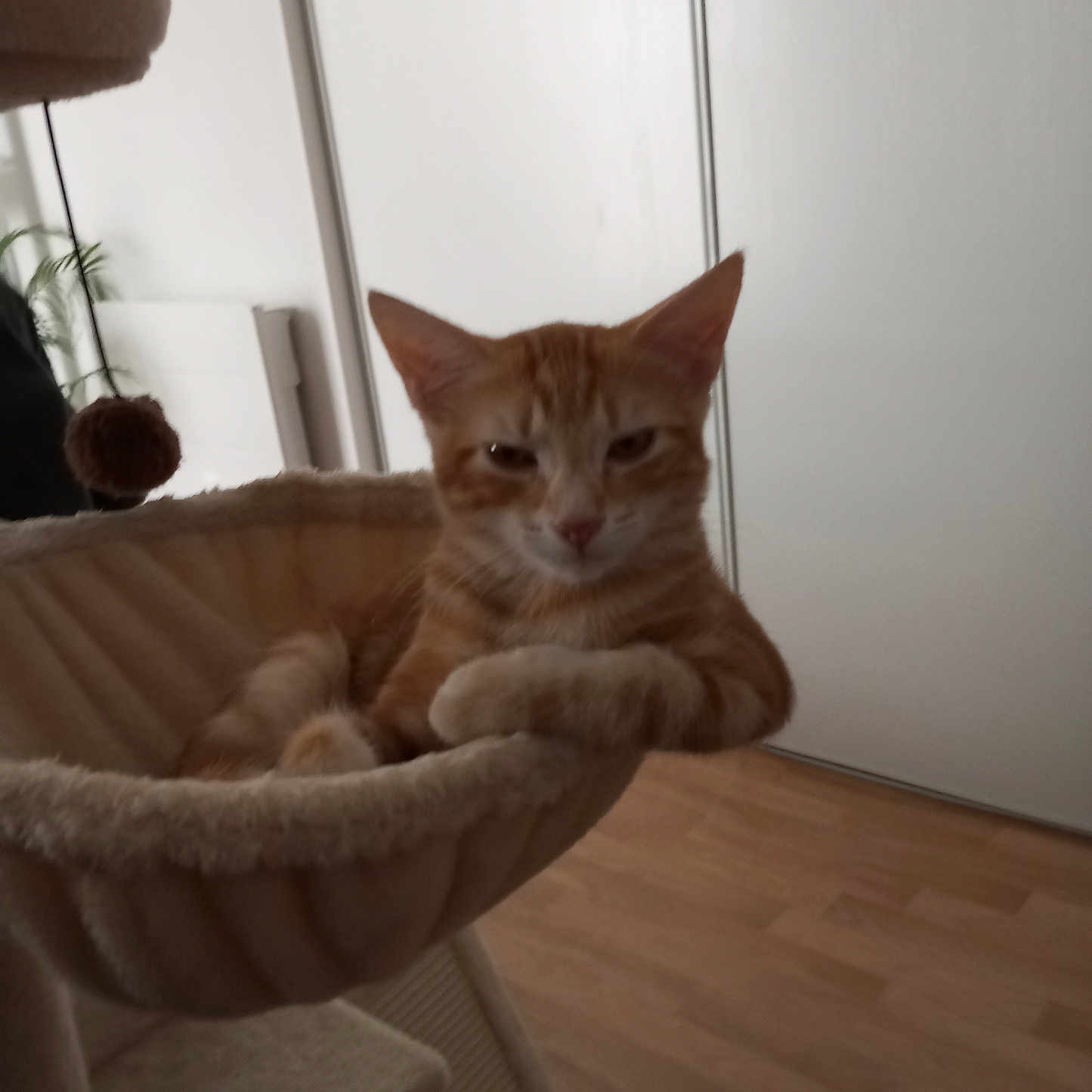 Biscuit participe au concours pour gagner de l'argent avec cette photo : animal, cat, cat_tree, doors, ears, feline, hammock, home, houseplant, indoor, lounging, orange_cat, pet, plush, pom_pom, portrait, sitting, toy, whiskers, wooden_floor