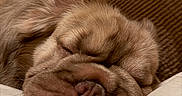 Hazel is registered to the contest to win money with this photo: dog, sleeping, close_up, wrinkly, cute, pillow, brown, fur, pet, relaxed, indoors, cozy, snuggled, face, animal, resting, soft, nose, ears, domestic_animal
