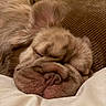 dog, sleeping, close_up, wrinkly, cute, pillow, brown, fur, pet, relaxed, indoors, cozy, snuggled, face, animal, resting, soft, nose, ears, domestic_animal