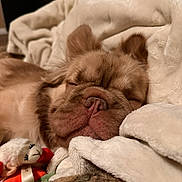 Hazel is registered to the contest to win money with this photo: dog, sleeping, blanket, stuffed_toy, toy_lamb, cozy, resting, fur, nose, ears, indoor, close_up, soft_texture, brown_dog, pet, animal, comfort, relaxation, cute, snuggled