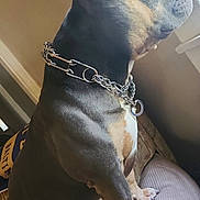 Joker joined the competition — help win amazing prizes! dog, indoor, couch, window, chain_collar, alert, pet, furniture, side_view, muscular, ears_up, brown, black, tan, white, animal, canine, domestic, looking_out, house