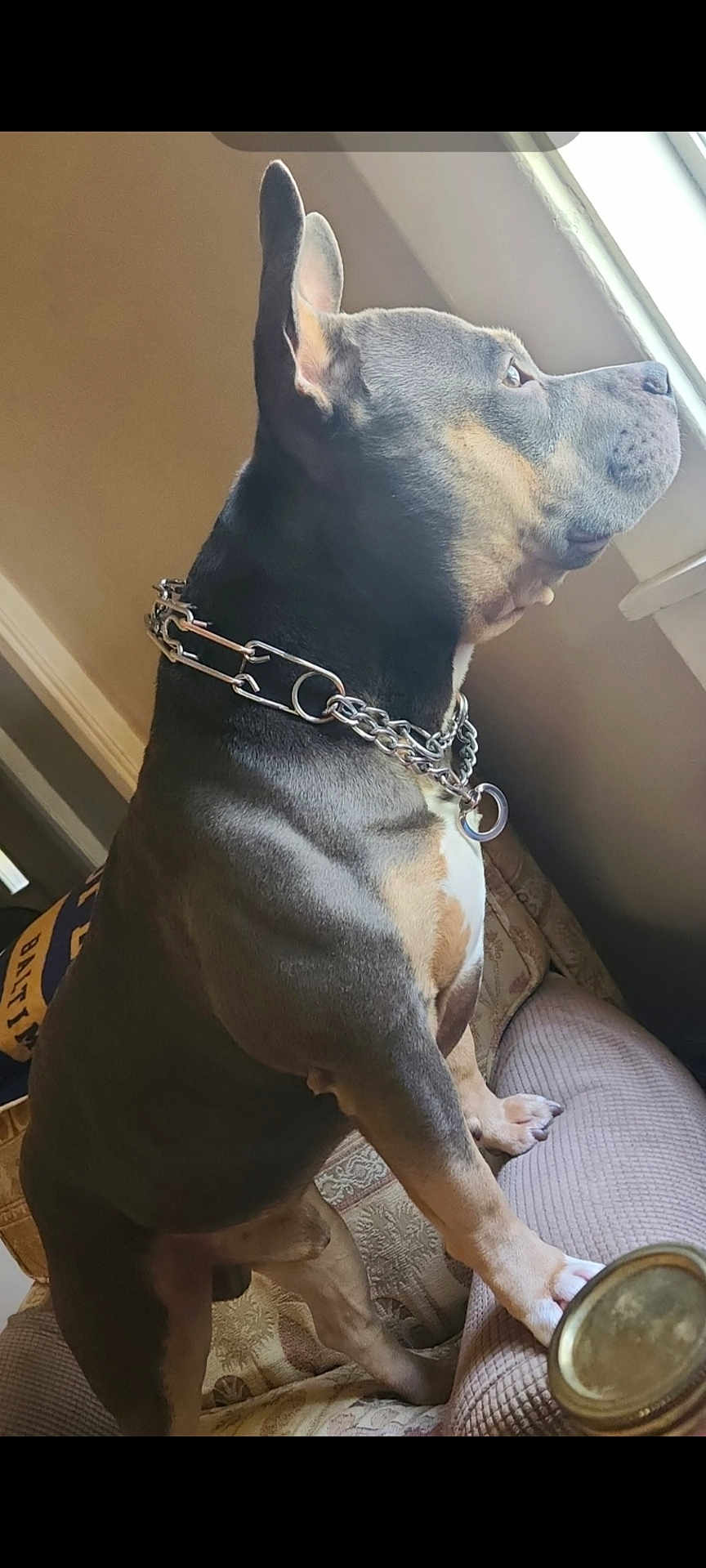 Joker joined the competition — help win amazing prizes! dog, indoor, couch, window, chain_collar, alert, pet, furniture, side_view, muscular, ears_up, brown, black, tan, white, animal, canine, domestic, looking_out, house