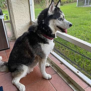 Reign is registered to the contest to win money with this photo: animal, blue_eyes, canine, collar, daylight, dog, domestic_animal, fur, grass, greenery, nature, outdoor, pet, porch, screened_window, siberian_husky, side_view, sitting, tile_floor, tongue_out