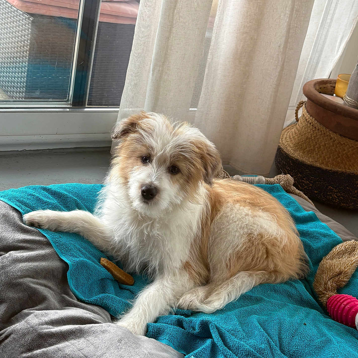 Billie a rejoint le concours — aidez-le/la à gagner de superbes lots ! dog, pet, bed, blanket, towel, indoor, curtain, window, glass_door, wicker_basket, floor, toy, treat, cozy, fur, animal, relaxing, cute, home, comfortable
