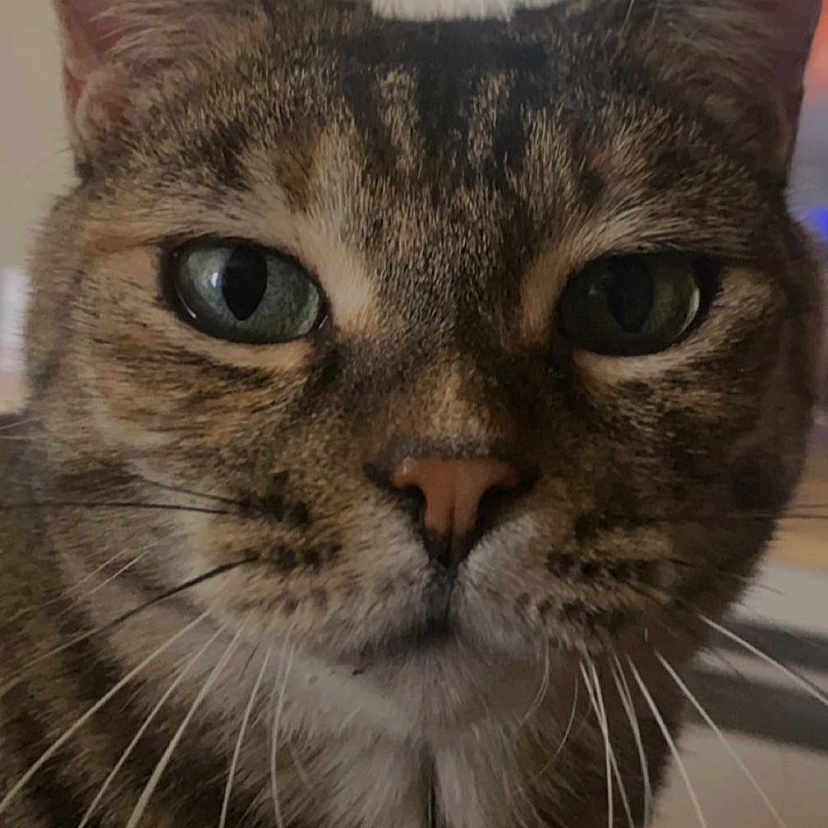 Maya a rejoint le concours — aidez-le/la à gagner de superbes lots ! animal, cat, close_up, cute, domestic_cat, ears, eye, face, feline, fur, green_eyes, indoor, looking, muzzle, nose, pet, portrait, tabby, tabby_cat, whiskers