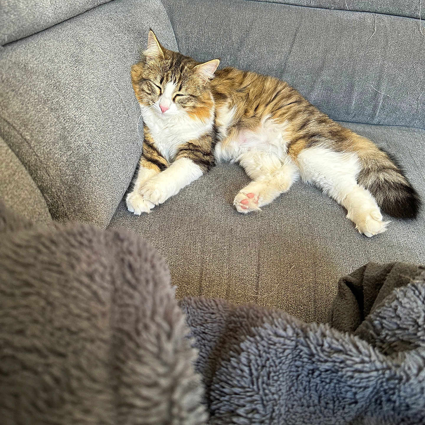 Nala