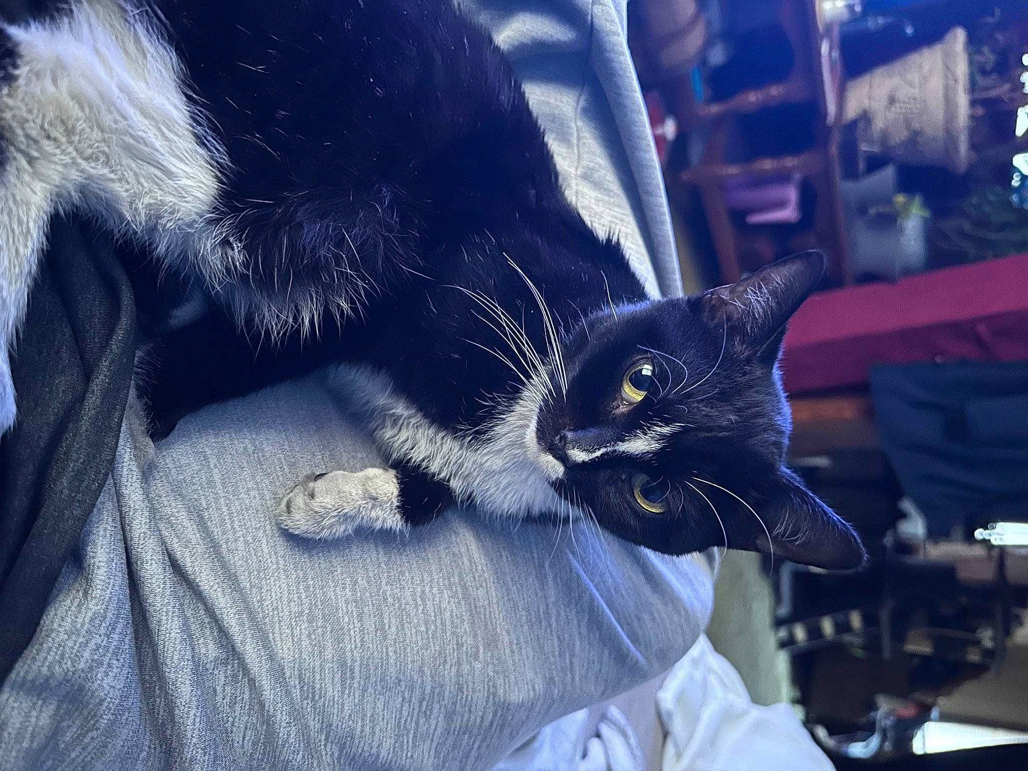 Fat Fat joined the competition — help win amazing prizes! auto_part, black_cat, carnivore, cat, claw, comfort, domestic_short_haired_cat, electric_blue, felidae, foot, fur, gesture, human_leg, paw, sitting, small_to_medium_sized_cats, snout, tail, vertebrate, whiskers