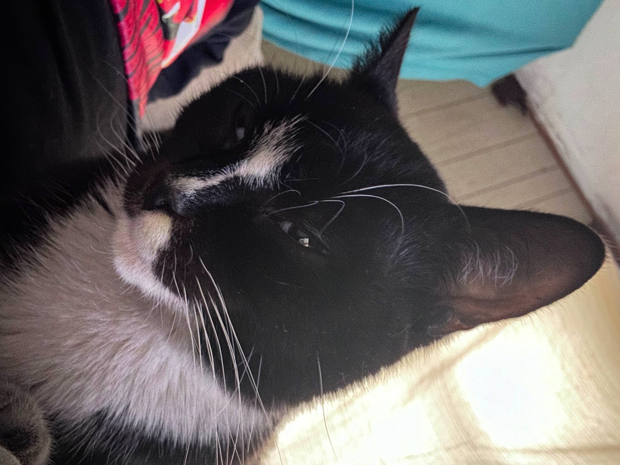 Fat Fat is registered to the contest to win money with this photo: black_cat, carnivore, cat, claw, comfort, domestic_short_haired_cat, eye, felidae, foot, fur, grey, head, human_leg, nap, paw, small_to_medium_sized_cats, snout, tail, terrestrial_animal, whiskers