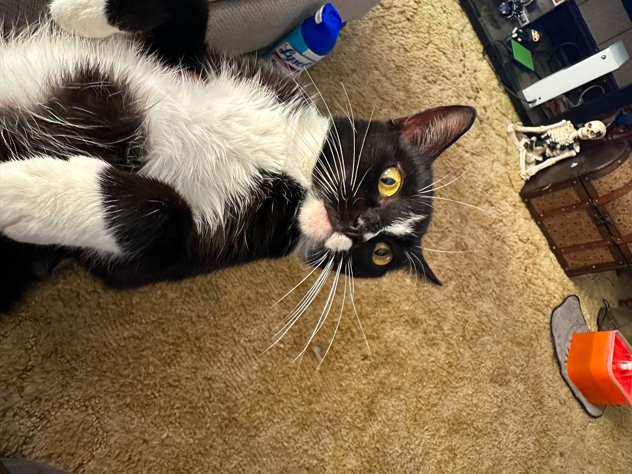 Fat Fat joined the competition — help win amazing prizes! black_cat, canidae, carmine, carnivore, cat, claw, comfort, computer_keyboard, domestic_short_haired_cat, felidae, fur, paw, small_to_medium_sized_cats, snout, tail, terrestrial_animal, whiskers