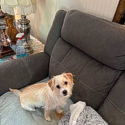 Rudy joined the competition — help win amazing prizes! dog, couch, blanket, lamp, table, vase, indoor, fur, pet, cozy, home, furniture, decor, small_dog, looking_up, seated, curious, animal, relaxing, living_room