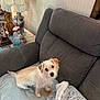 dog, couch, blanket, lamp, table, vase, indoor, fur, pet, cozy, home, furniture, decor, small_dog, looking_up, seated, curious, animal, relaxing, living_room