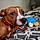 Buster