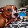 dog, brown_dog, white_markings, red_collar, bone, chewing, blanket, patterned_blanket, plush_toy, blue_outfit, polka_dot, bedroom, lamp, nightstand, indoor, pet, closeup, animal, cozy, resting