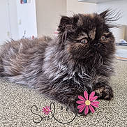 Min-Su a rejoint le concours — aidez-le/la à gagner de superbes lots ! kitten, cat, feline, fluffy, indoor, countertop, curious, domestic, pet, animal, tortoiseshell, young, cute, fur, whiskers, cabinet, bottle, floor, closeup, resting