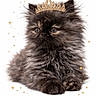 Min-Su participe au concours pour gagner de l'argent avec cette photo : kitten, cat, fluffy, crown, royalty, cute, pet, animal, feline, portrait, sparkles, adorable, fur, small, white_background, laying, young, domestic_cat, face, eyes
