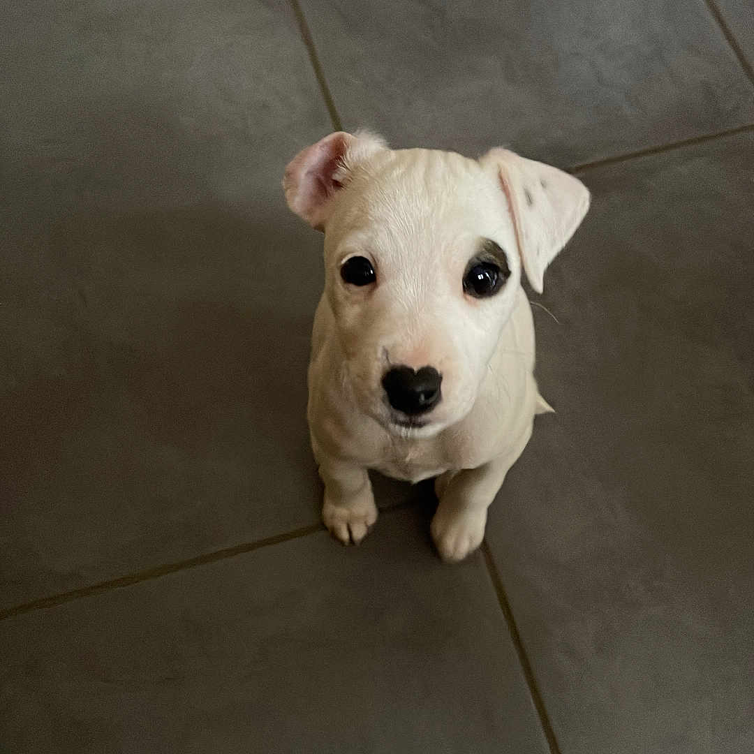 Vyrgule a rejoint le concours — aidez-le/la à gagner de superbes lots ! animal, bulldog, canine, dog, eskimodog, flagstone, hardwood, hound, labradorretriever, path, pet, pitbull, puppy, slate, snout, terrier, tile, walkway, whitedog, wood