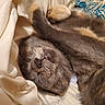 cat, sleeping, cozy, blanket, fur, paws, indoor, resting, cute, animal, pet, closeup, pattern, fabric, soft, relaxed, whiskers, nap, comfort, tabby