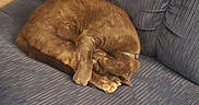 Jazmyn joined the competition — help win amazing prizes! cat, brown_cat, sleeping, curling, couch, blue_couch, furniture, indoor, pet, resting, cozy, striped, domestic_animal, fur, animal, relaxing, home, quiet, cute, napping