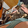 cat, pet, lap, person, hand, indoor, relaxed, feline, comfort, casual, clothing, carpet, door, cable, blanket, pattern, legs, skin, fur, resting