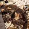cat, gray_cat, pet, lying_down, bed, blanket, paws, fur, indoor, cozy, curious, playful, animal, domestic, resting, whiskers, tail, cute, feline, sleeping_area