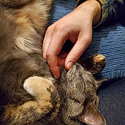 Jazmyn is registered to the contest to win money with this photo: cat, tabby_cat, pet, animal, feline, fur, paw, hand, human, scratching, relaxation, comfort, indoor, blue_background, textile, clothing, sleeve, closeup, cute, sleeping