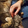 cat, tabby_cat, pet, animal, feline, fur, paw, hand, human, scratching, relaxation, comfort, indoor, blue_background, textile, clothing, sleeve, closeup, cute, sleeping